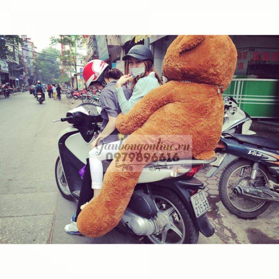 gấu bông teddy giá rẻ