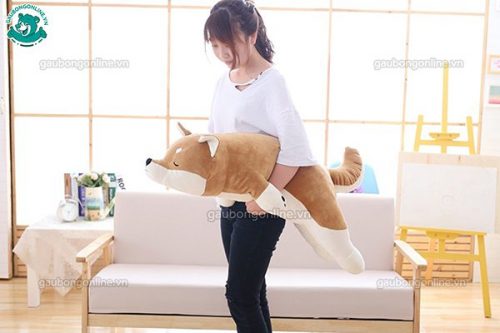 Chó Bông Akita Vàng(Big Size)