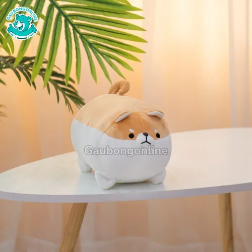 Chó Bông Corgi