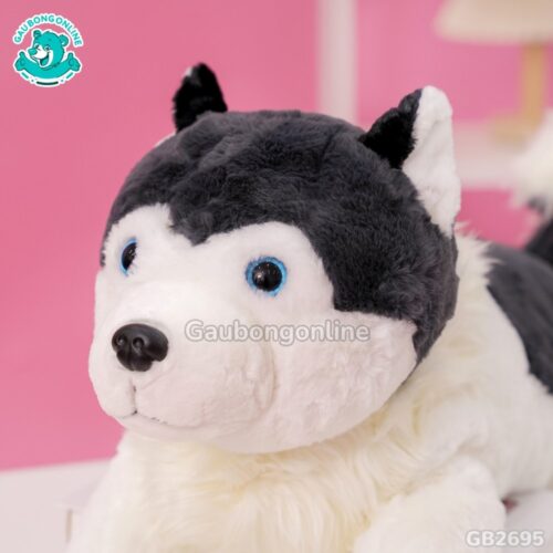 Chó Husky Cổ Lông Nằm đáng yêu