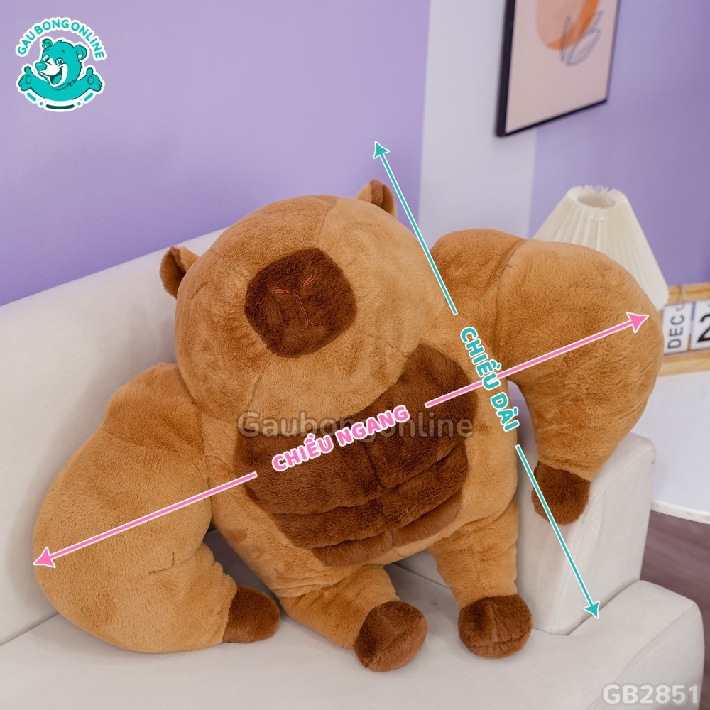 Cách đo kích thước của Chuột Capybara Lực Sĩ 6 Múi