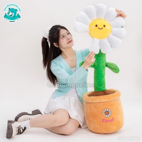 Chậu Hoa Daisy Bông