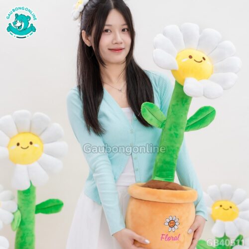 Chậu Hoa Daisy Bông