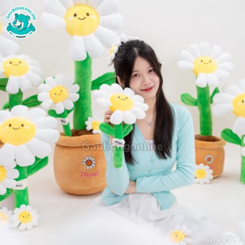 Chậu Hoa Daisy Bông