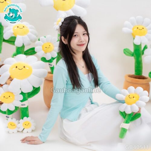 Chậu Hoa Daisy Bông