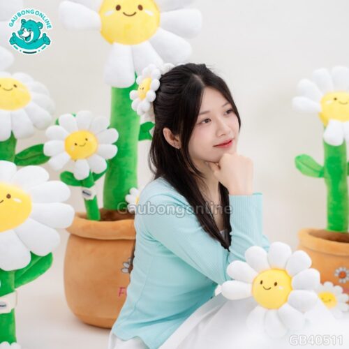 Chậu Hoa Daisy Bông